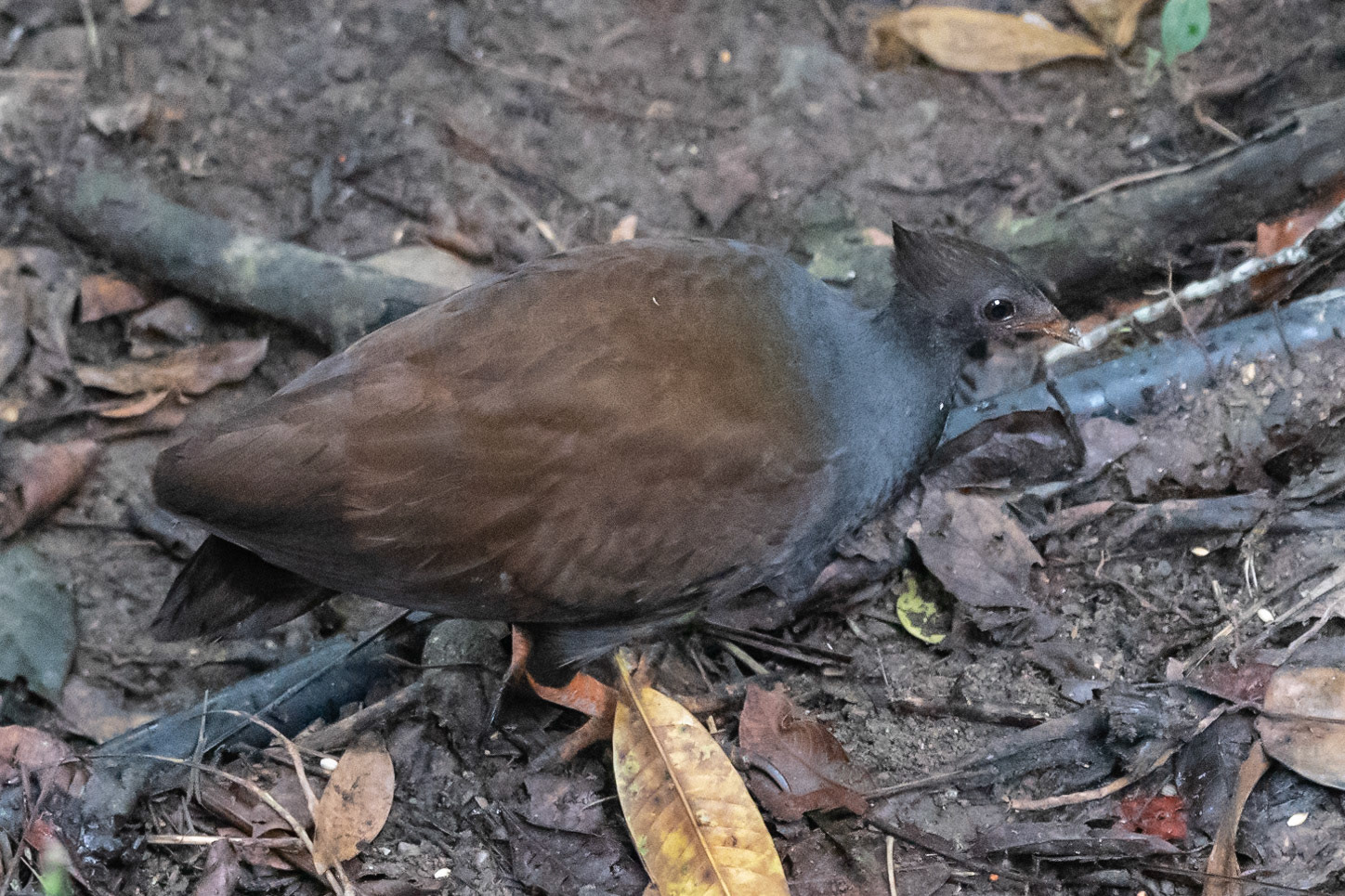 Orange-footed Scrubfowl, near Kuranda, Qld