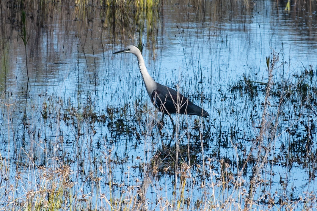 White-necked Heron, Perth, WA