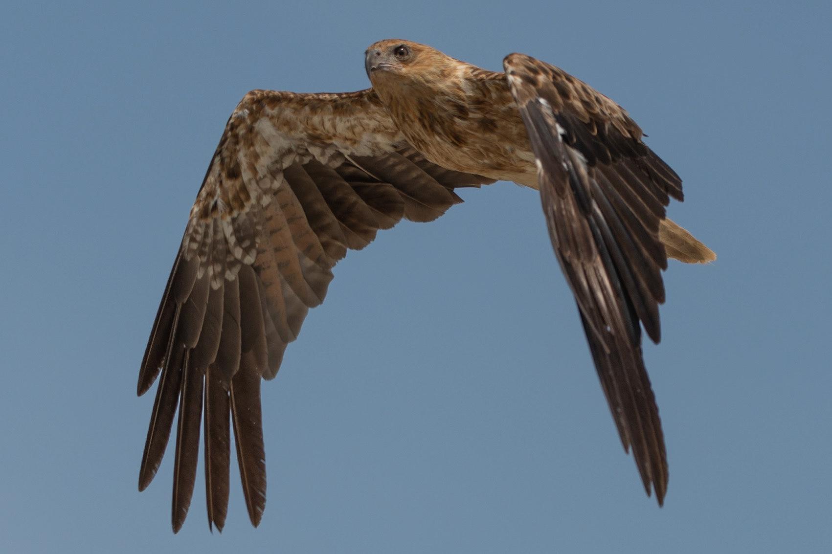 Whistling Kite, Adelaide River, Northern Territories, Australia