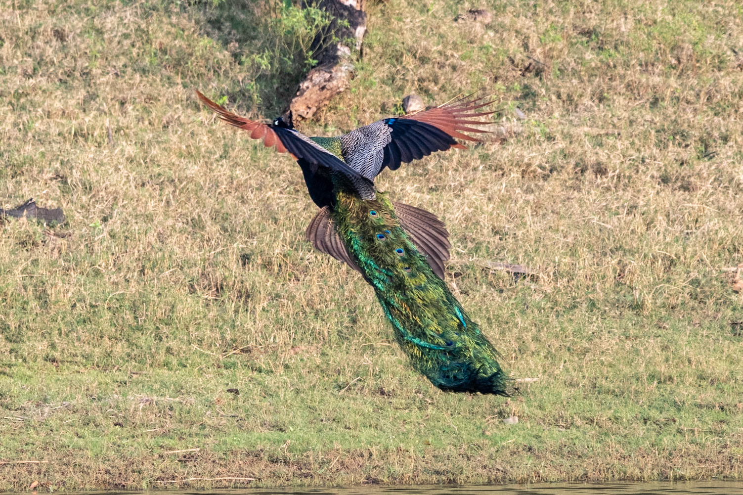 Peafowl (m), Nagarahole