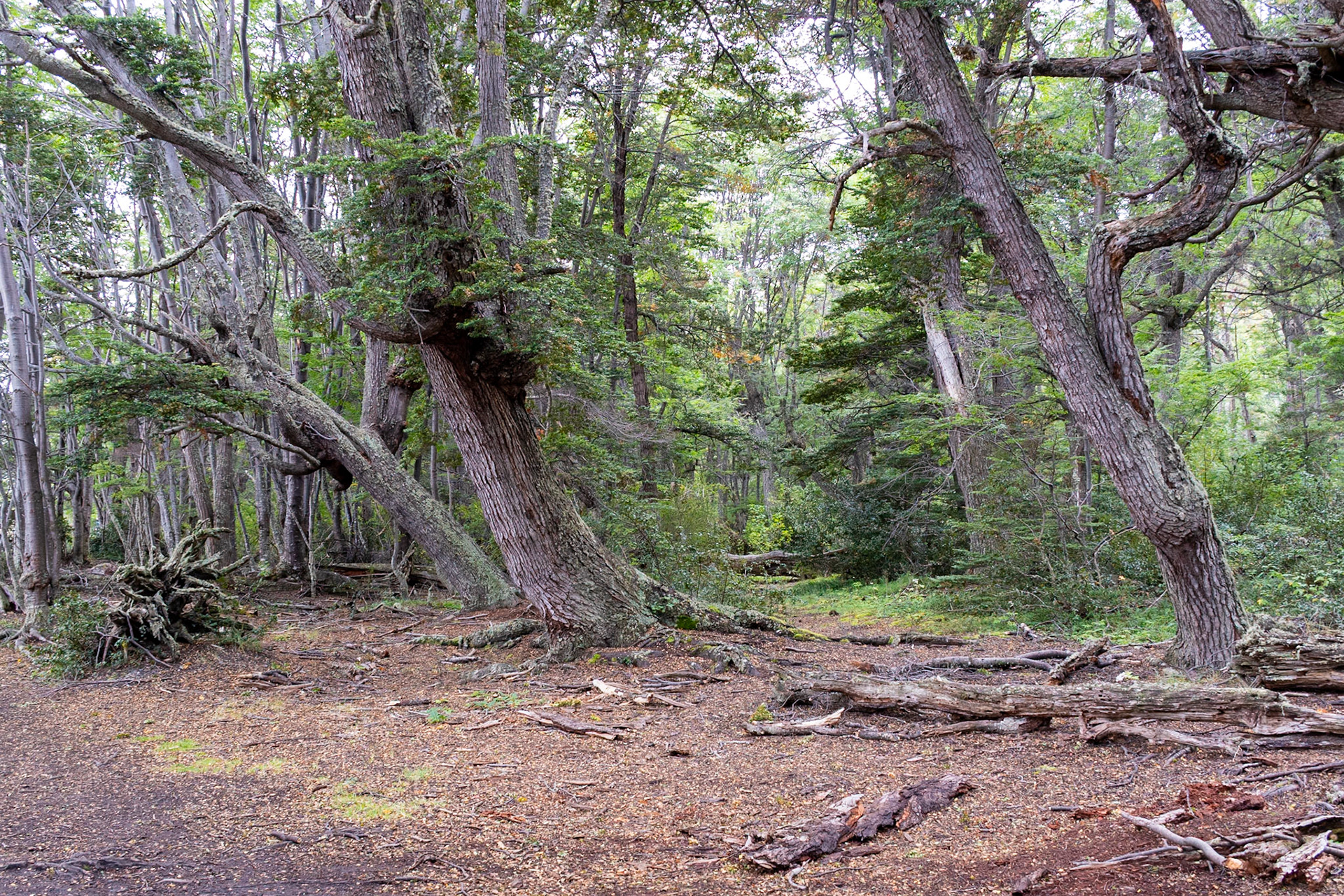 Tierra Del Fuego NP, Ushuaia
