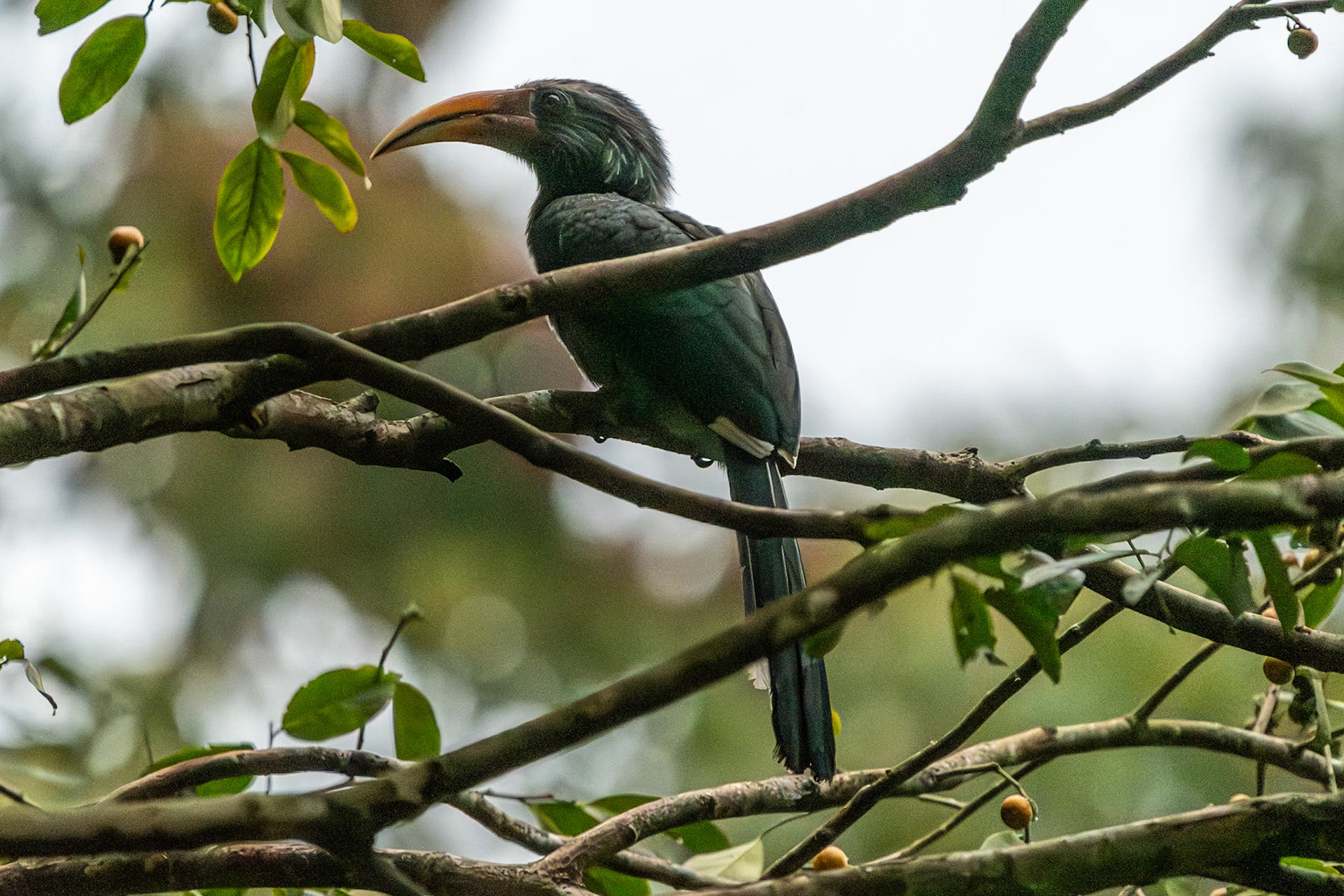 Indian Grey Hornbill, Thekkady