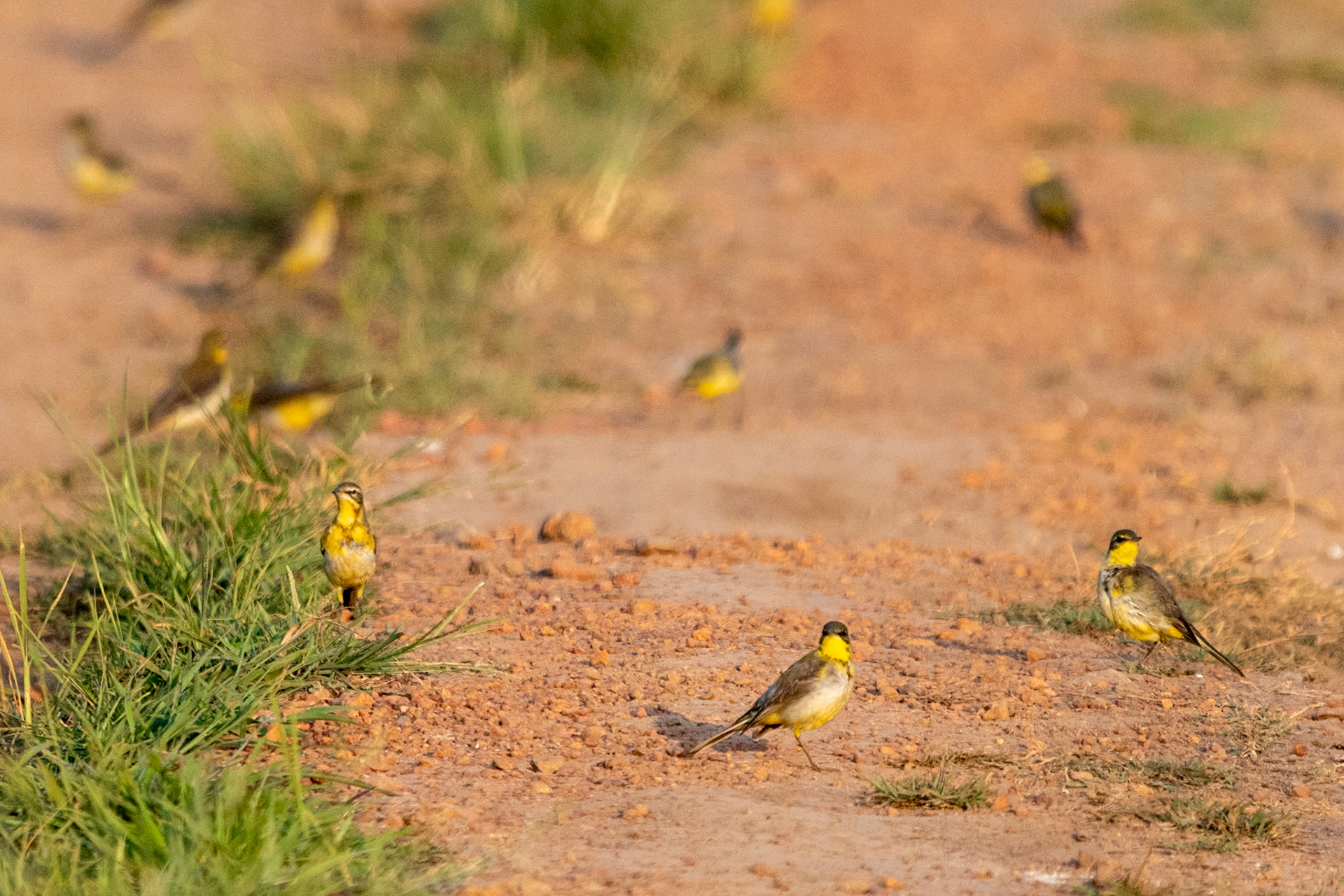 Eastern Yellow Wagtail, Backwaters, Alleppey