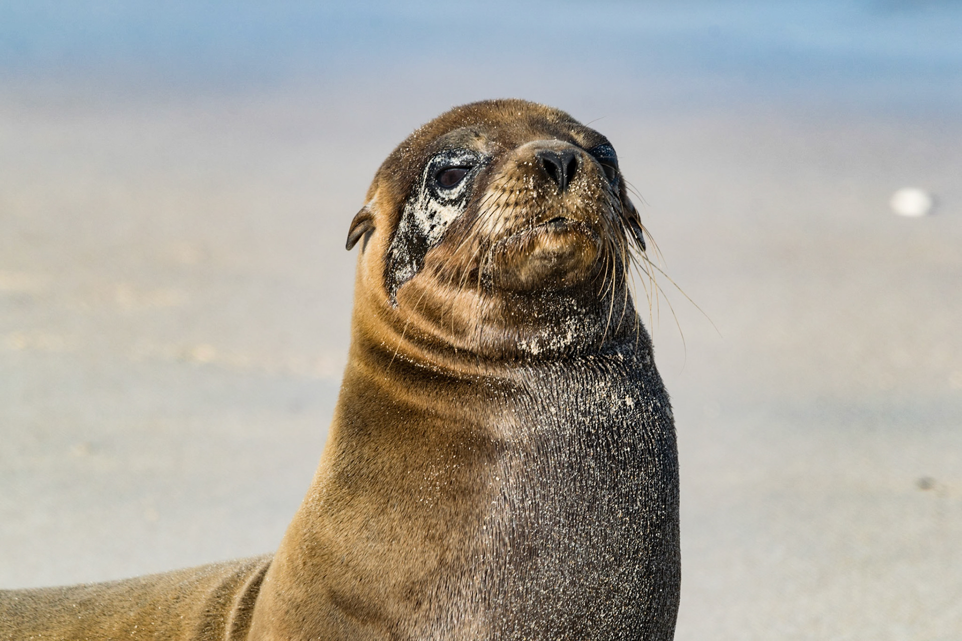 Sea Lion, Santa Fe
