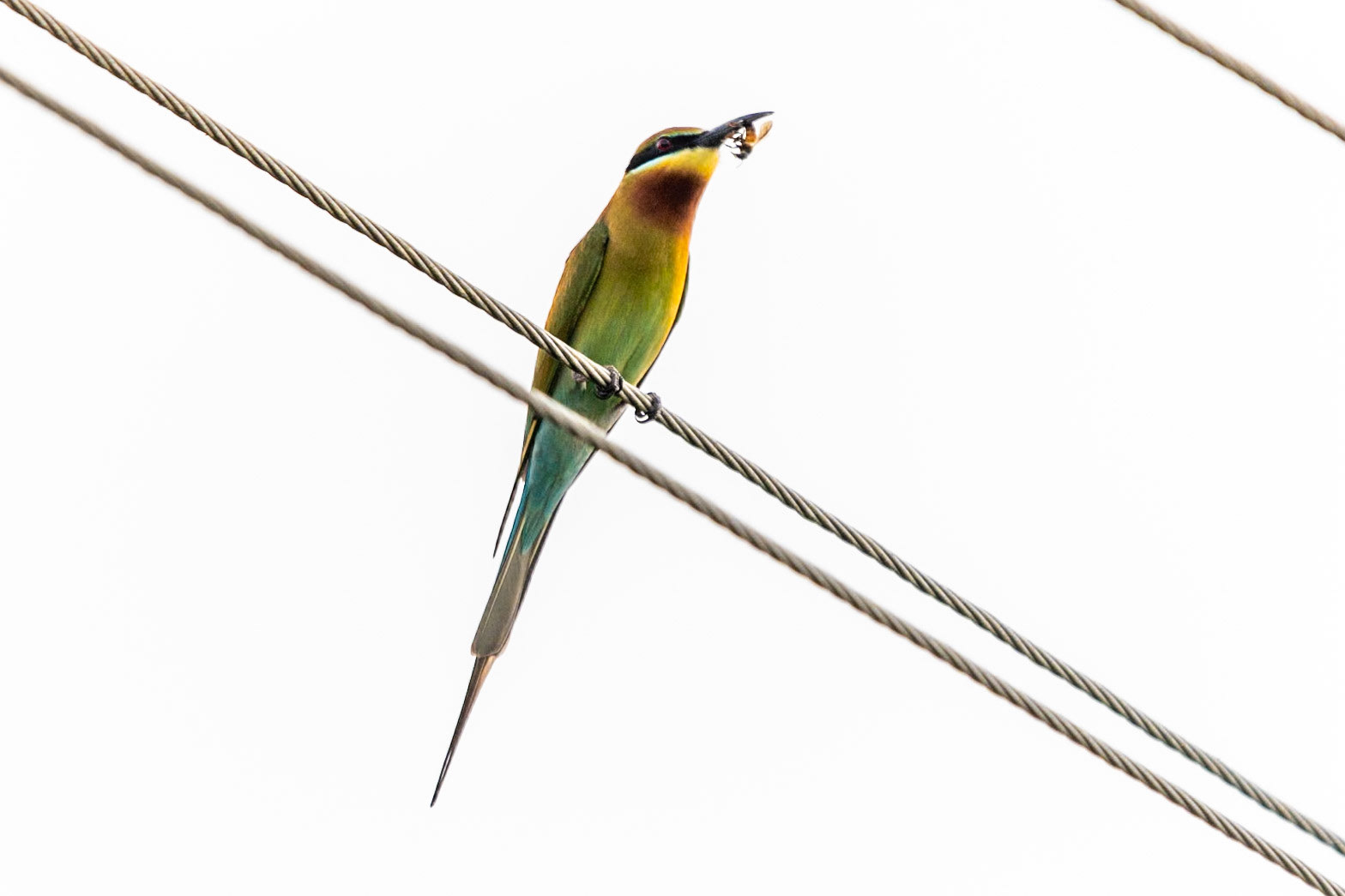 Blue-tailed Bee-eater, en route to Thanjavur