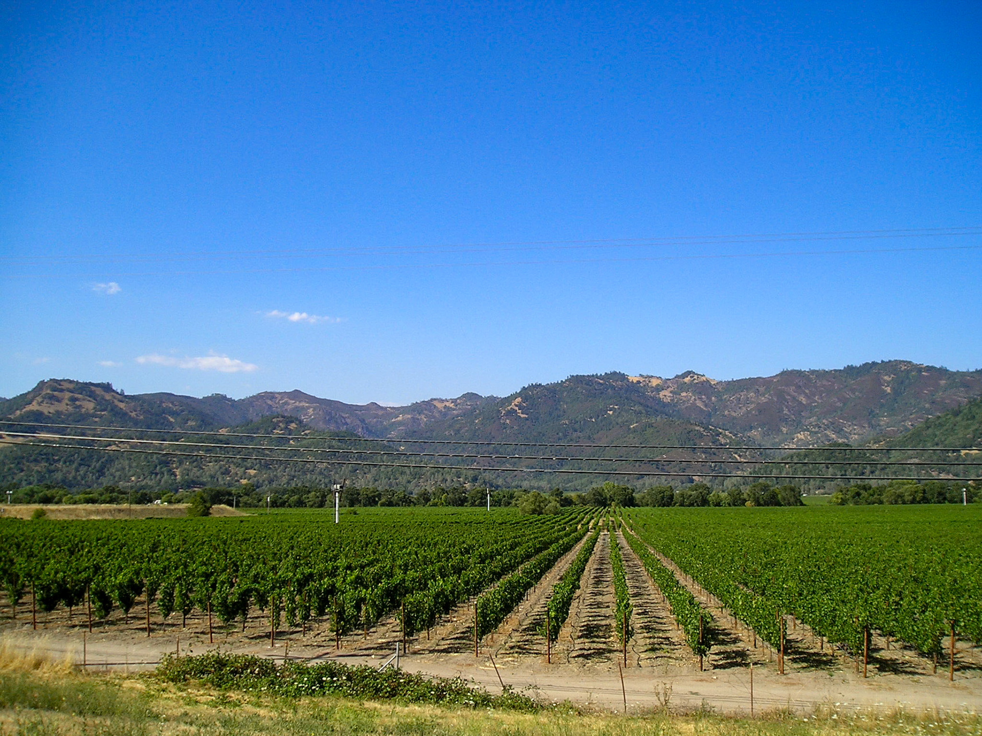 Vineyards, Napa Valley