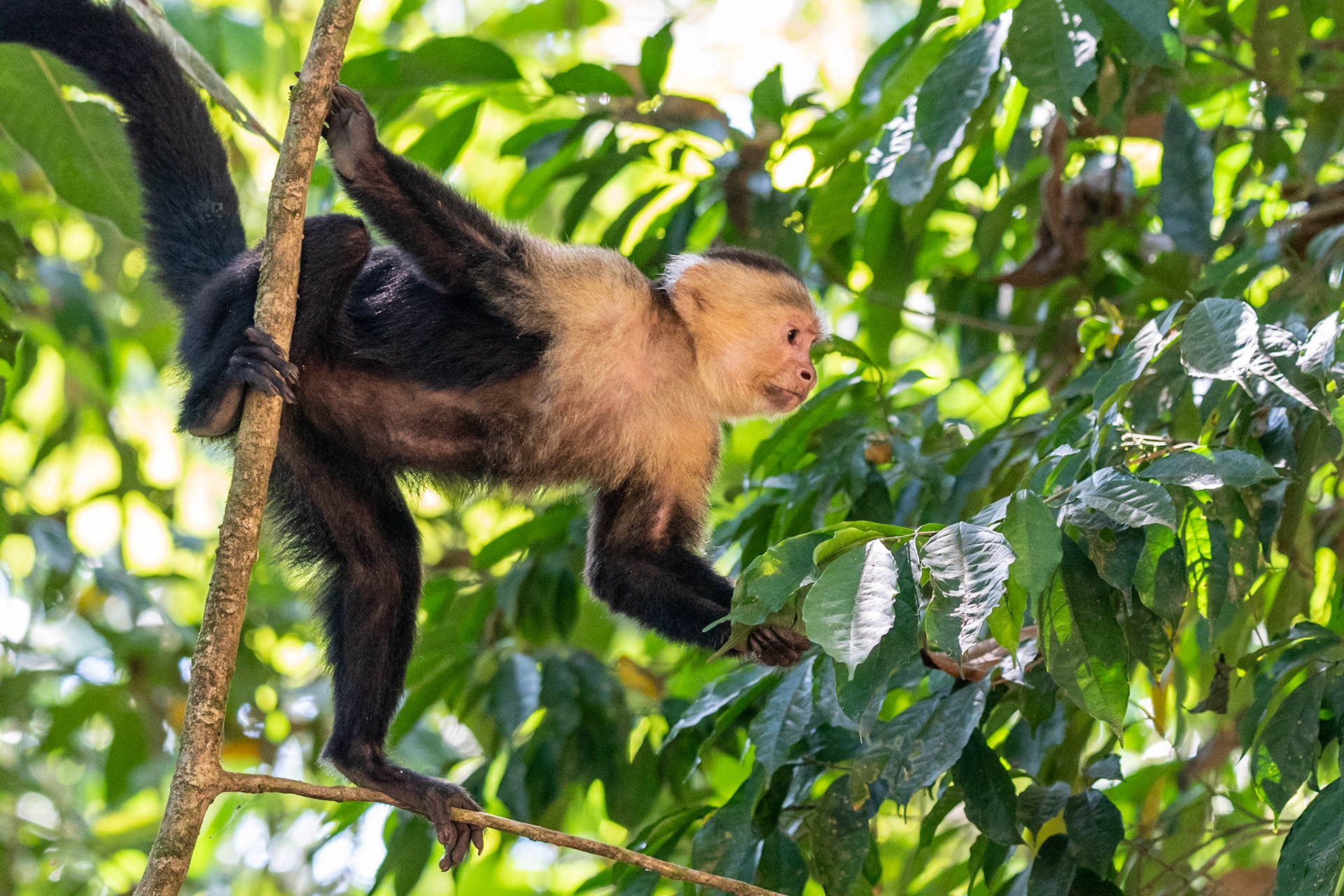 Panamanian White-faced Capuchin, Manuel Antonio, Costa Rica