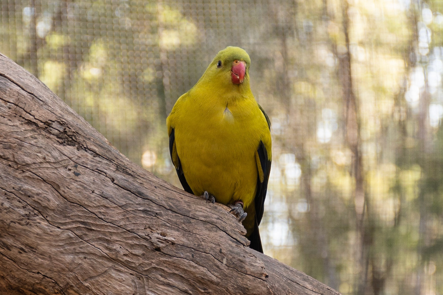 Regent Parrot (cap), Healesville, Vic