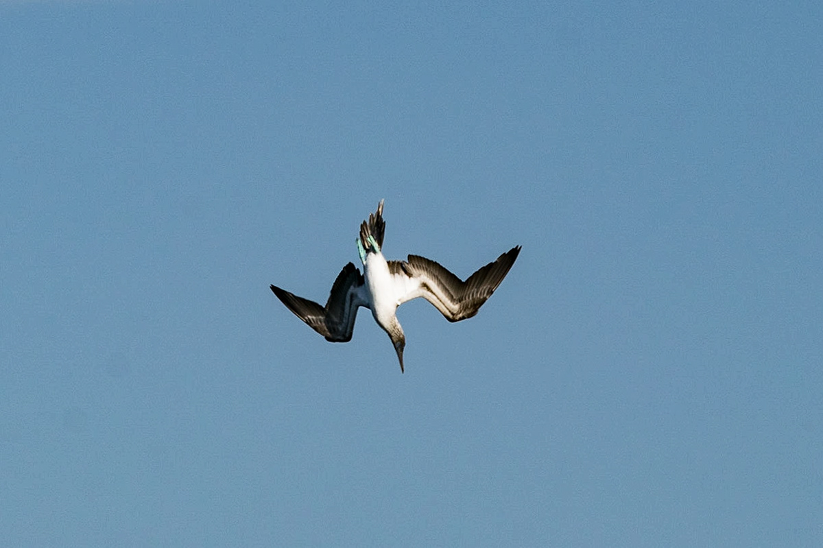 Blue-Footed Booby, Espanola, Galapagos, Ecuador