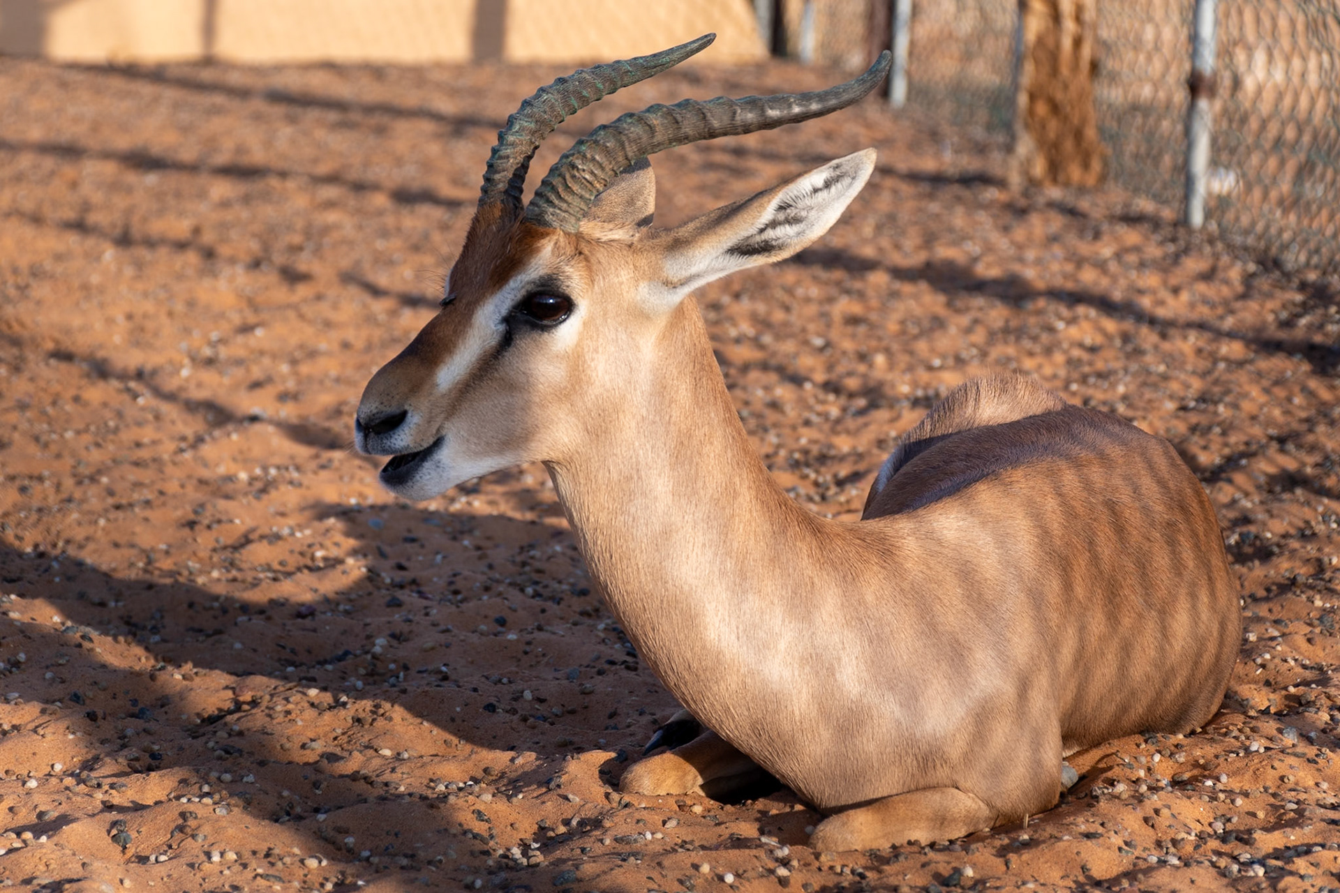 Arabian Gazelle (cap), Al Sarmadi Desert Camp, Wahiba Sands