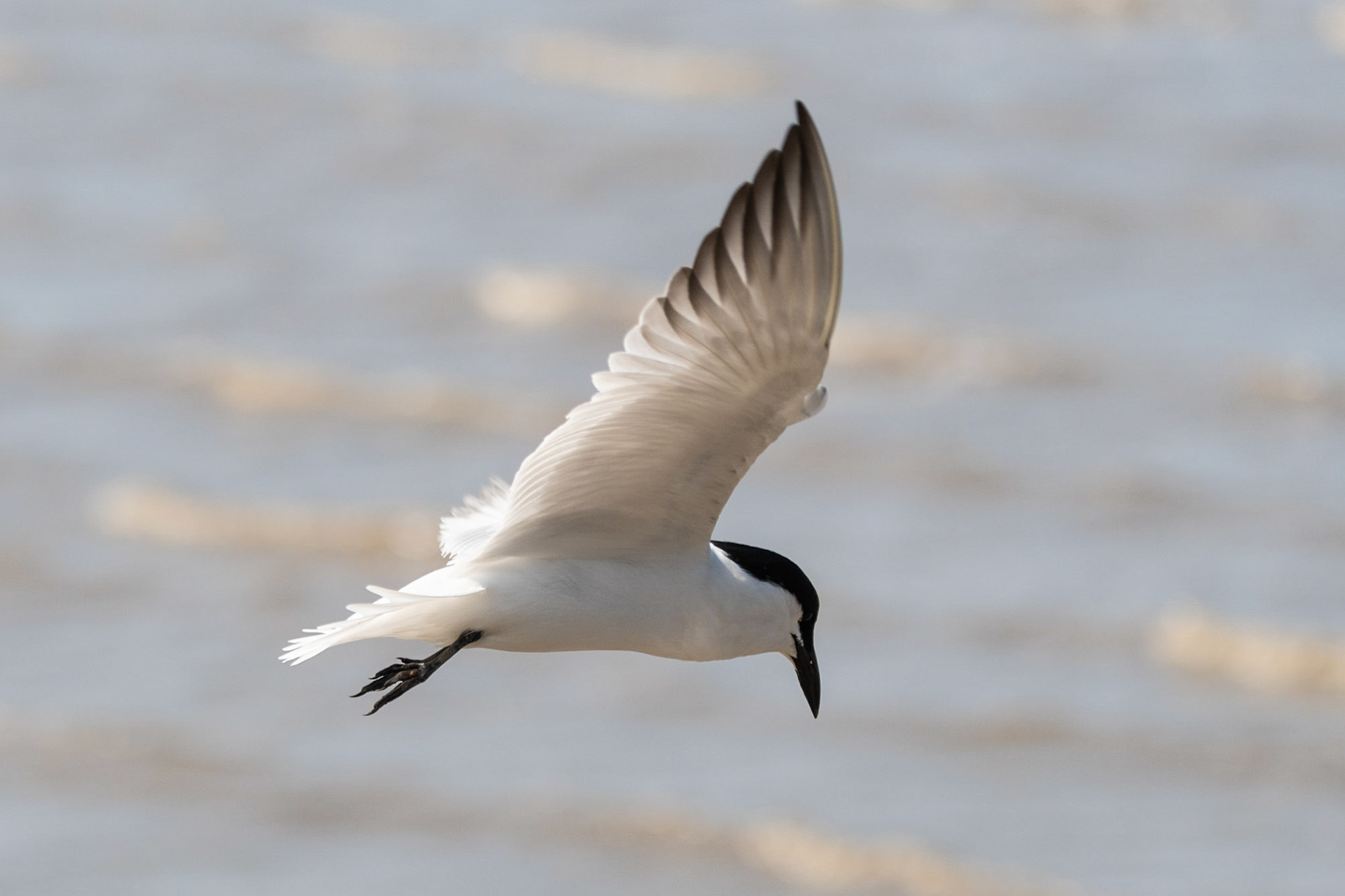 Gull-billed Tern, Cairns, Queensland, Australia