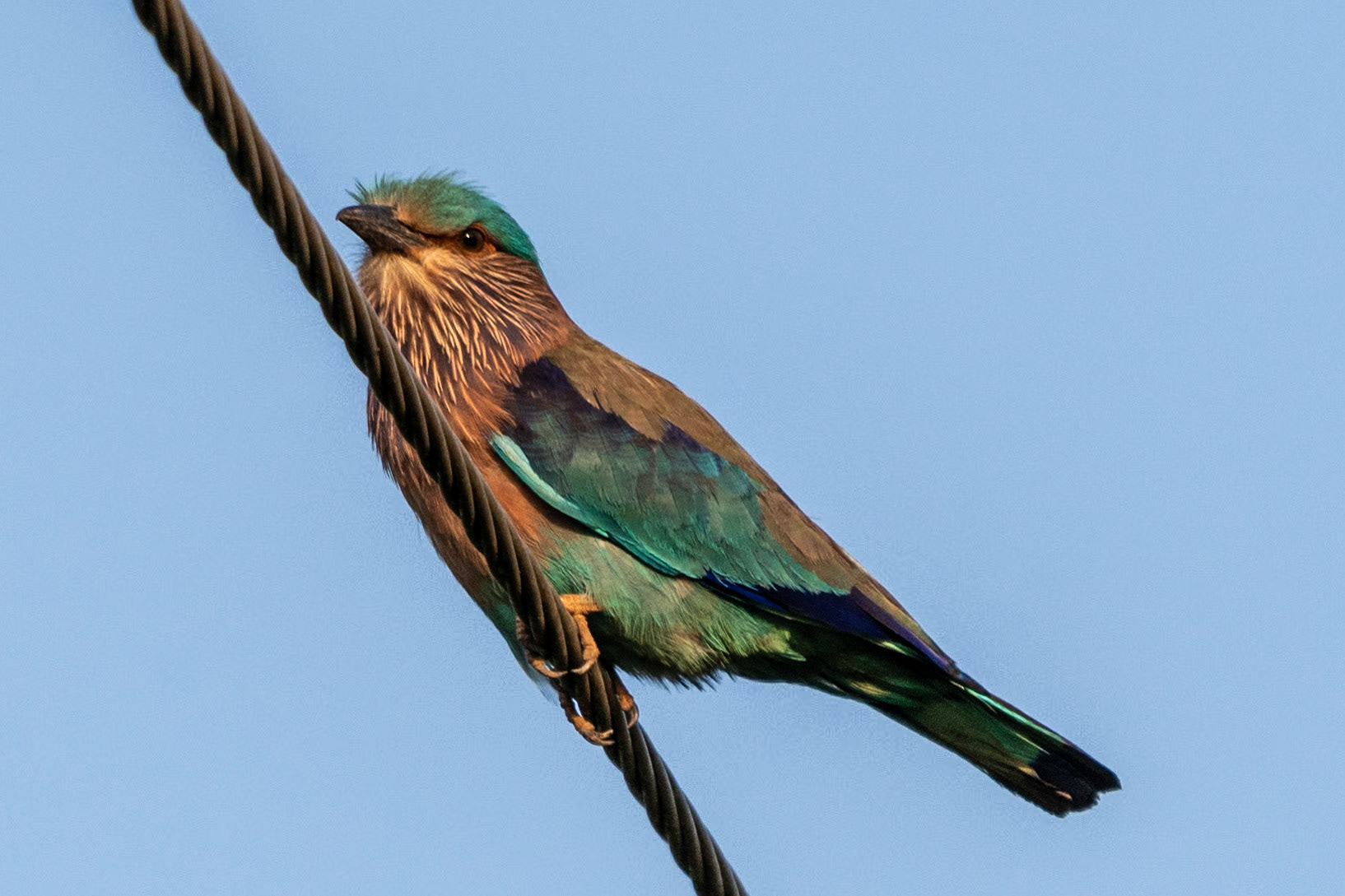 Indian Roller, Backwaters, Alleppey