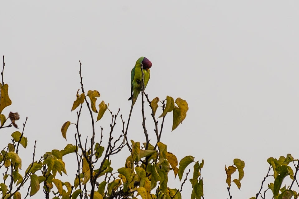 Plum-headed Parakeet, Khajuraho