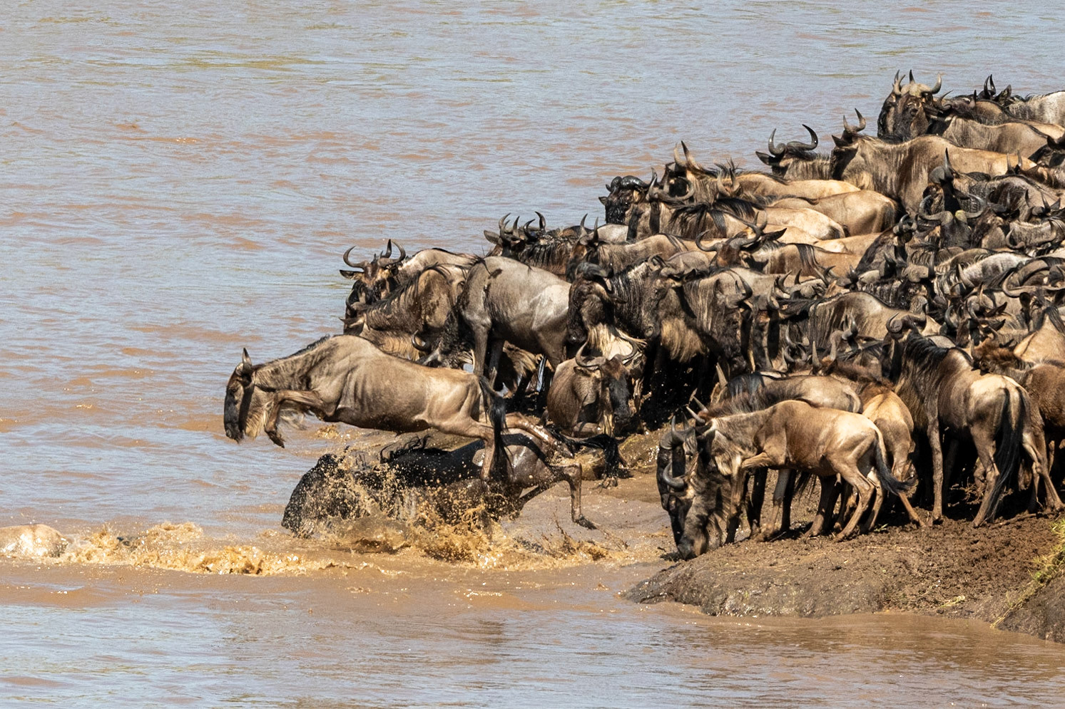 Wildebeests crossing Mara River, Maasai Mara