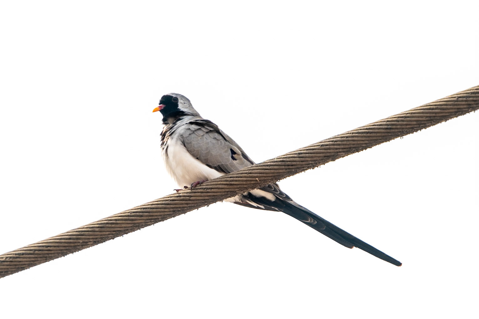 Namaqua Dove, Tawi Atair
