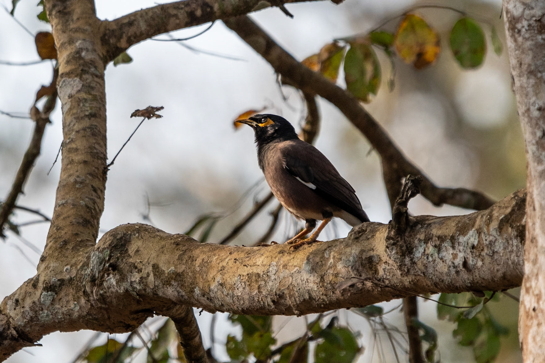 Common Myna, Nagarahole