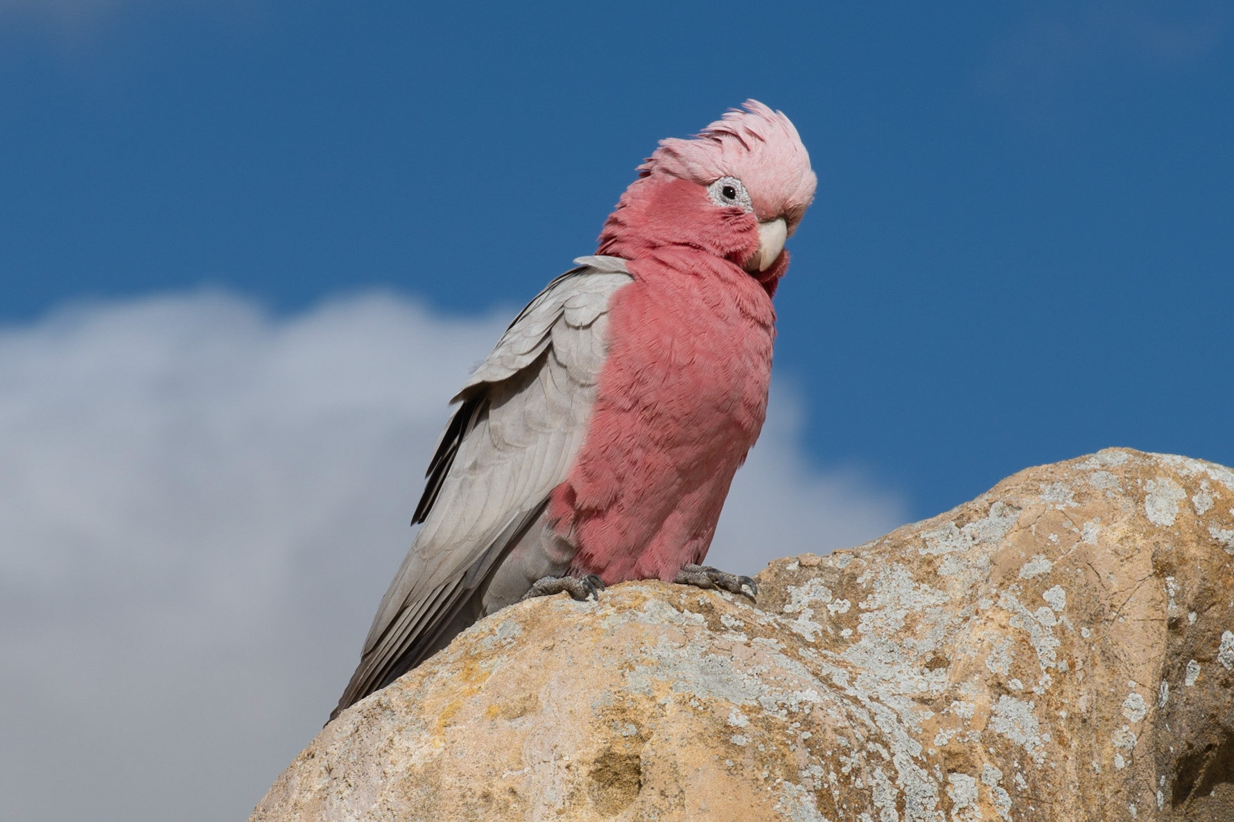 Galah, Pinnacles, Nambung, WA