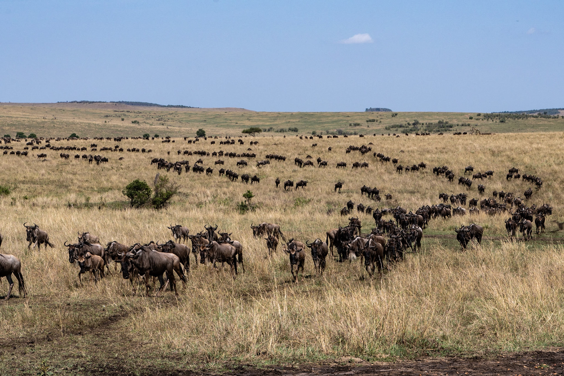 Wildebeests after crossing Mara River, Maasai Mara