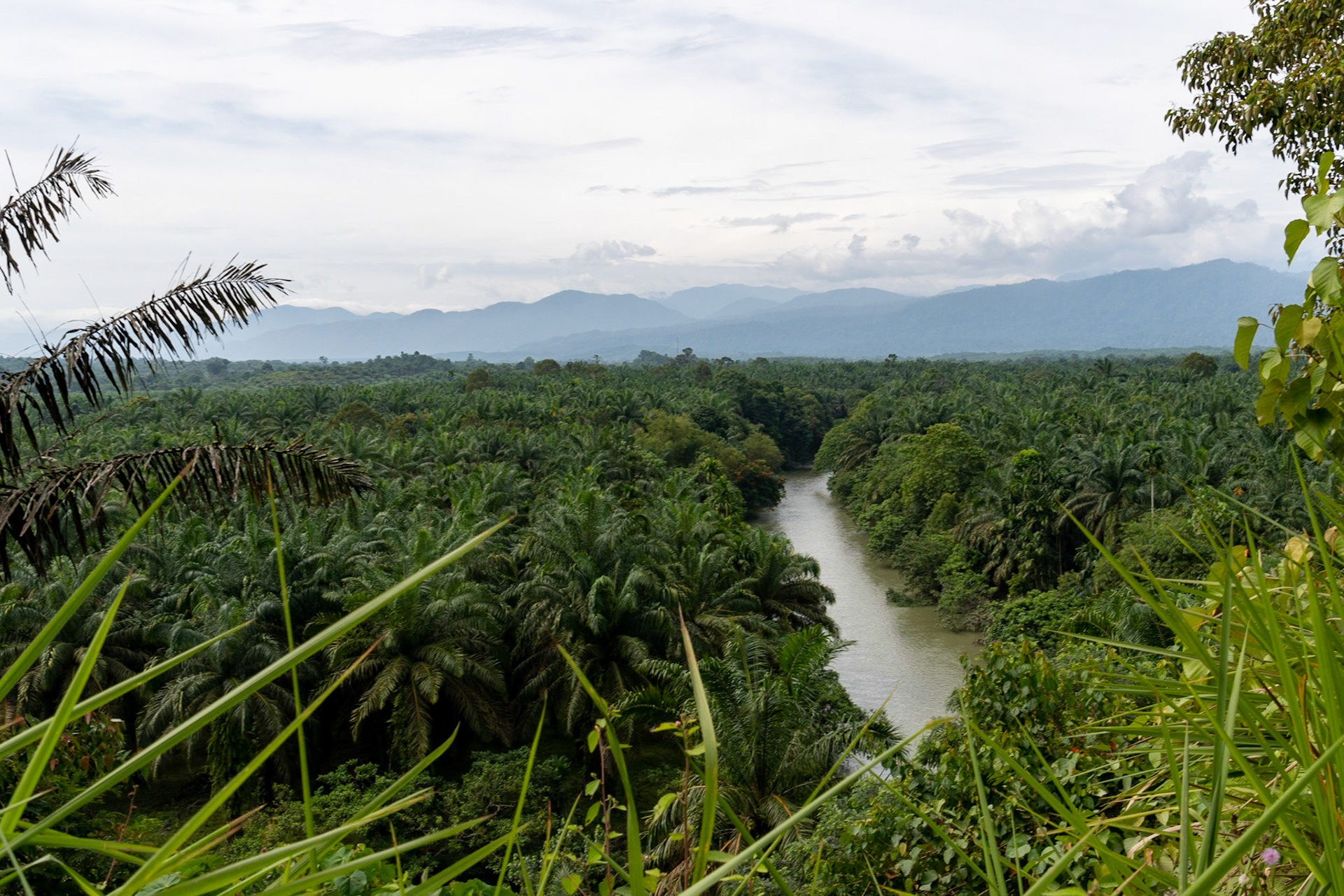 View over palm oil plantations, en route to Tangkahan