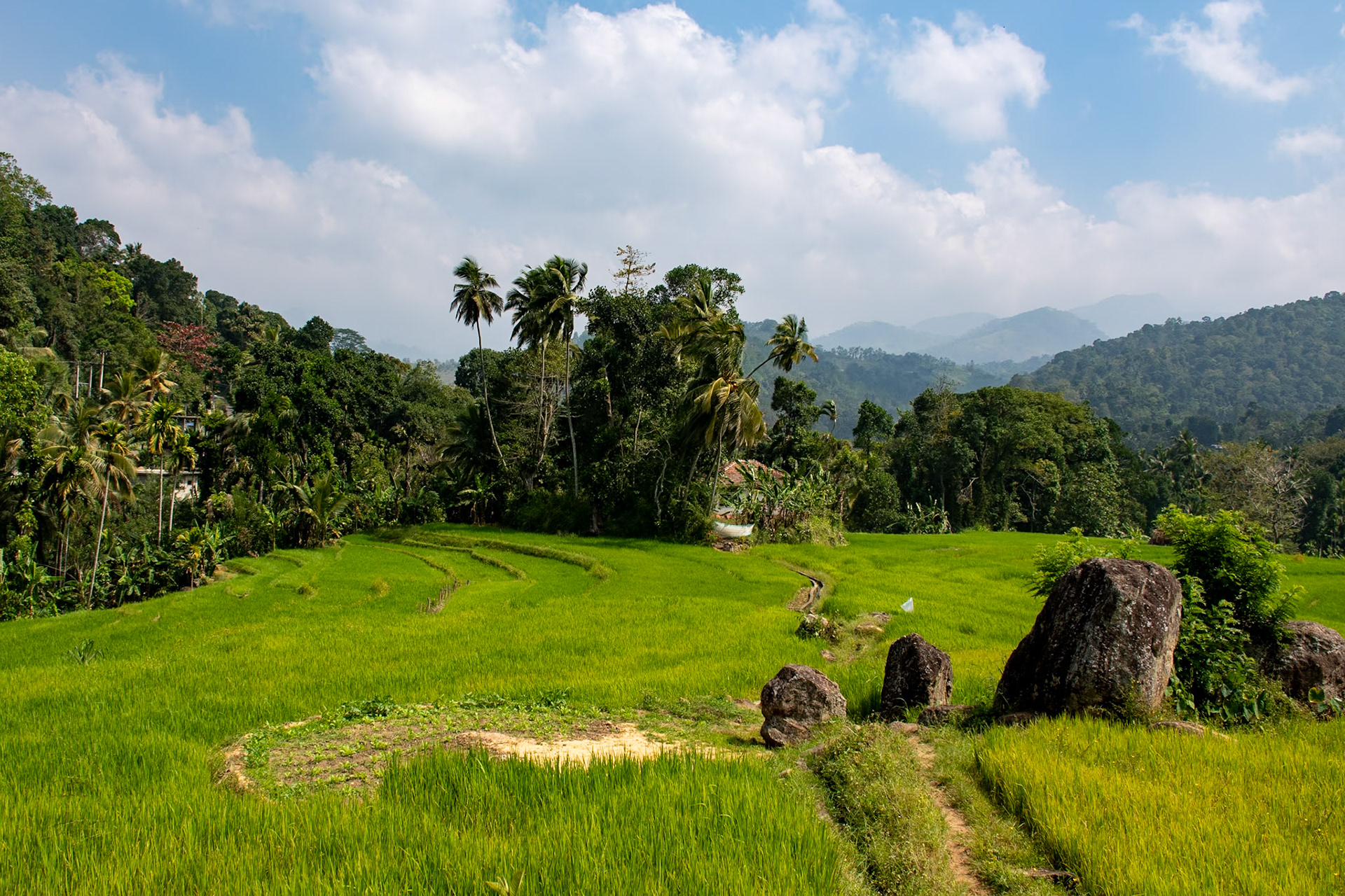 View over padi fields, Narampanawa, Digana