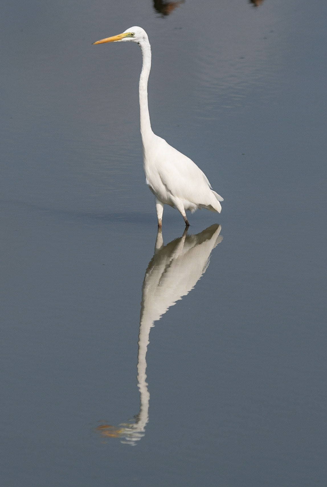 Intermediate Egret, Adelaide River, NT