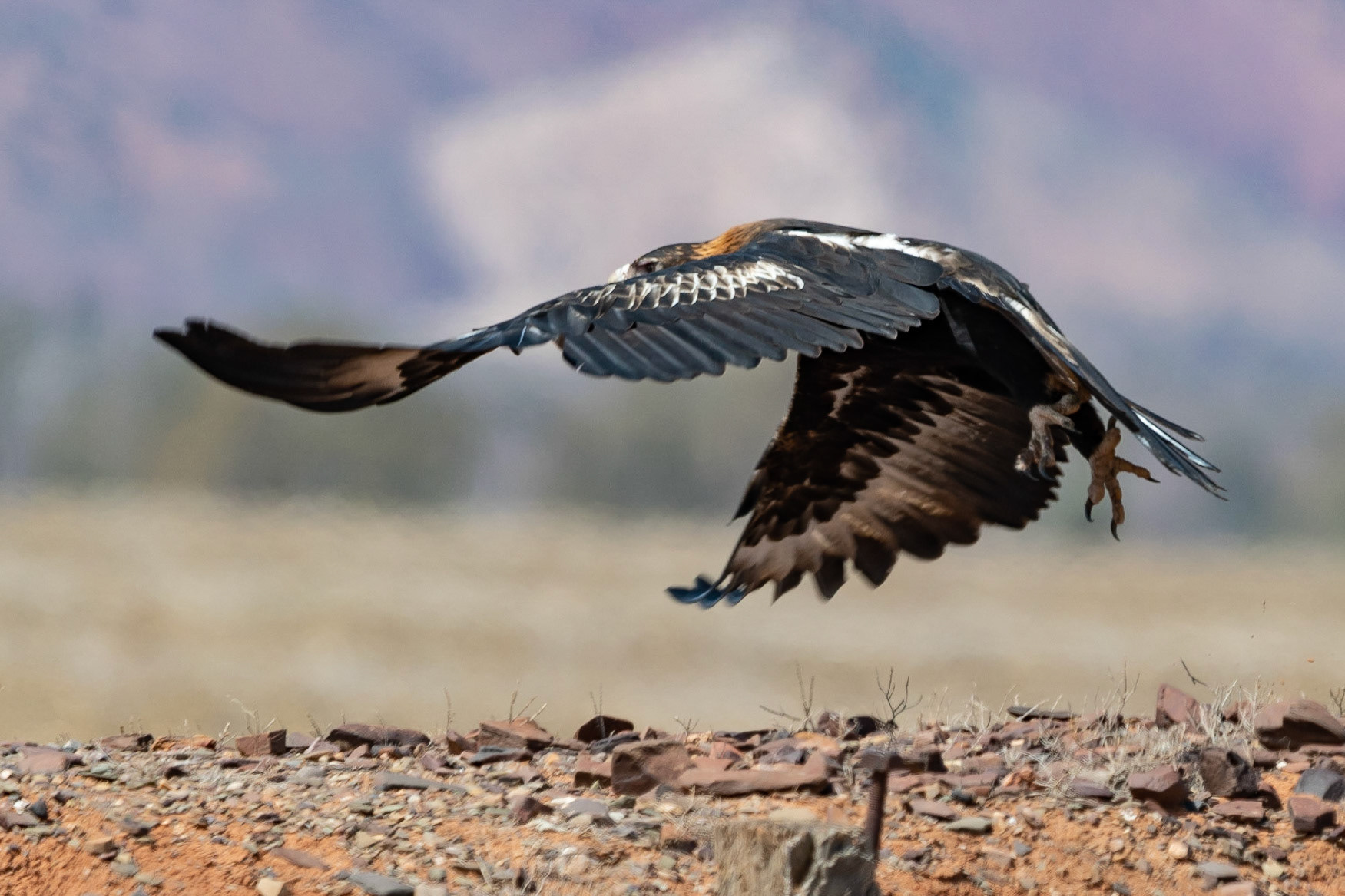 Wedge-tailed Eagle, Flinders Ranges, South Australia