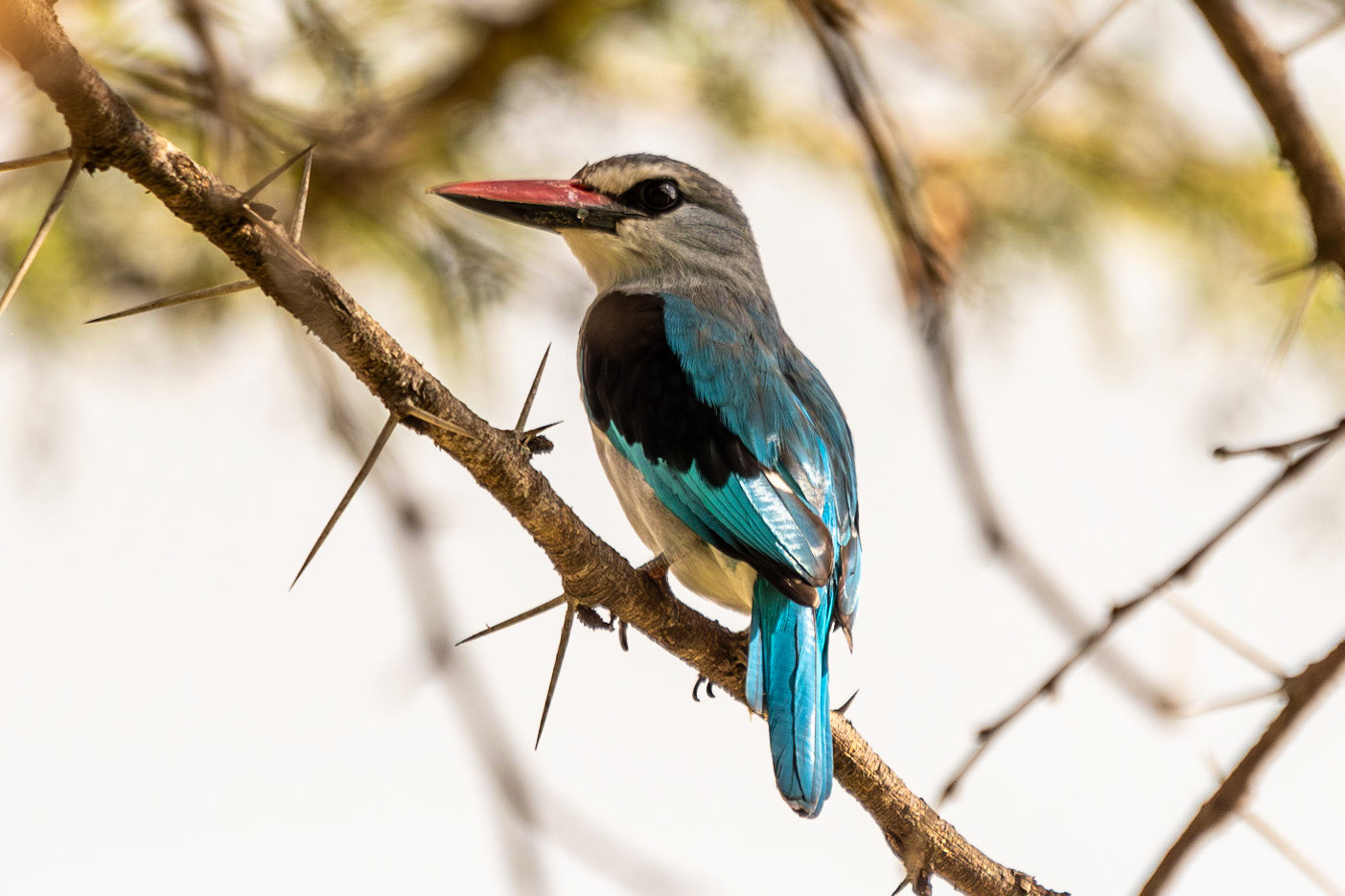 Woodland Kingfisher, Zebra Plains Mara Camp