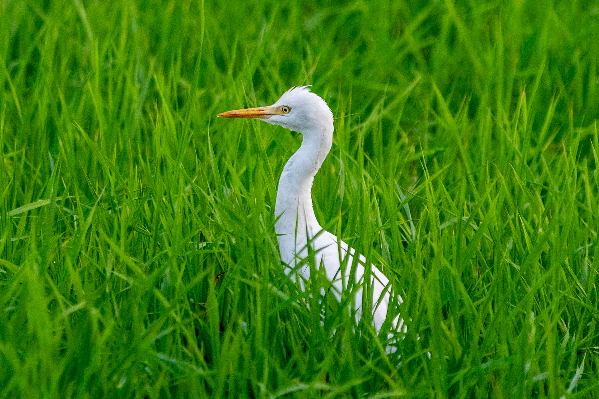 Cattle Egret, Backwaters, Alleppey