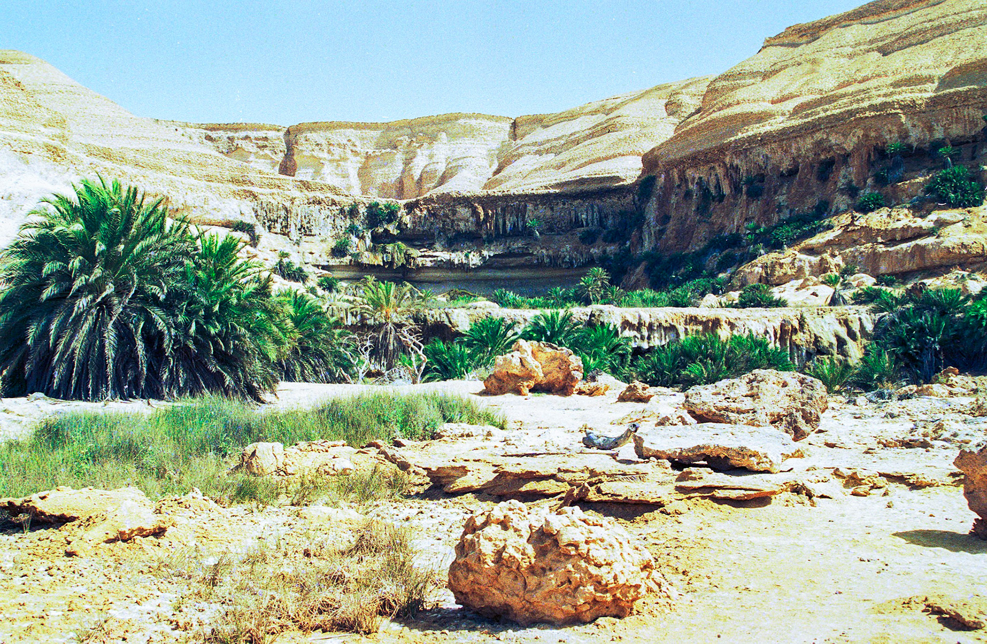 Oasis, Salalah