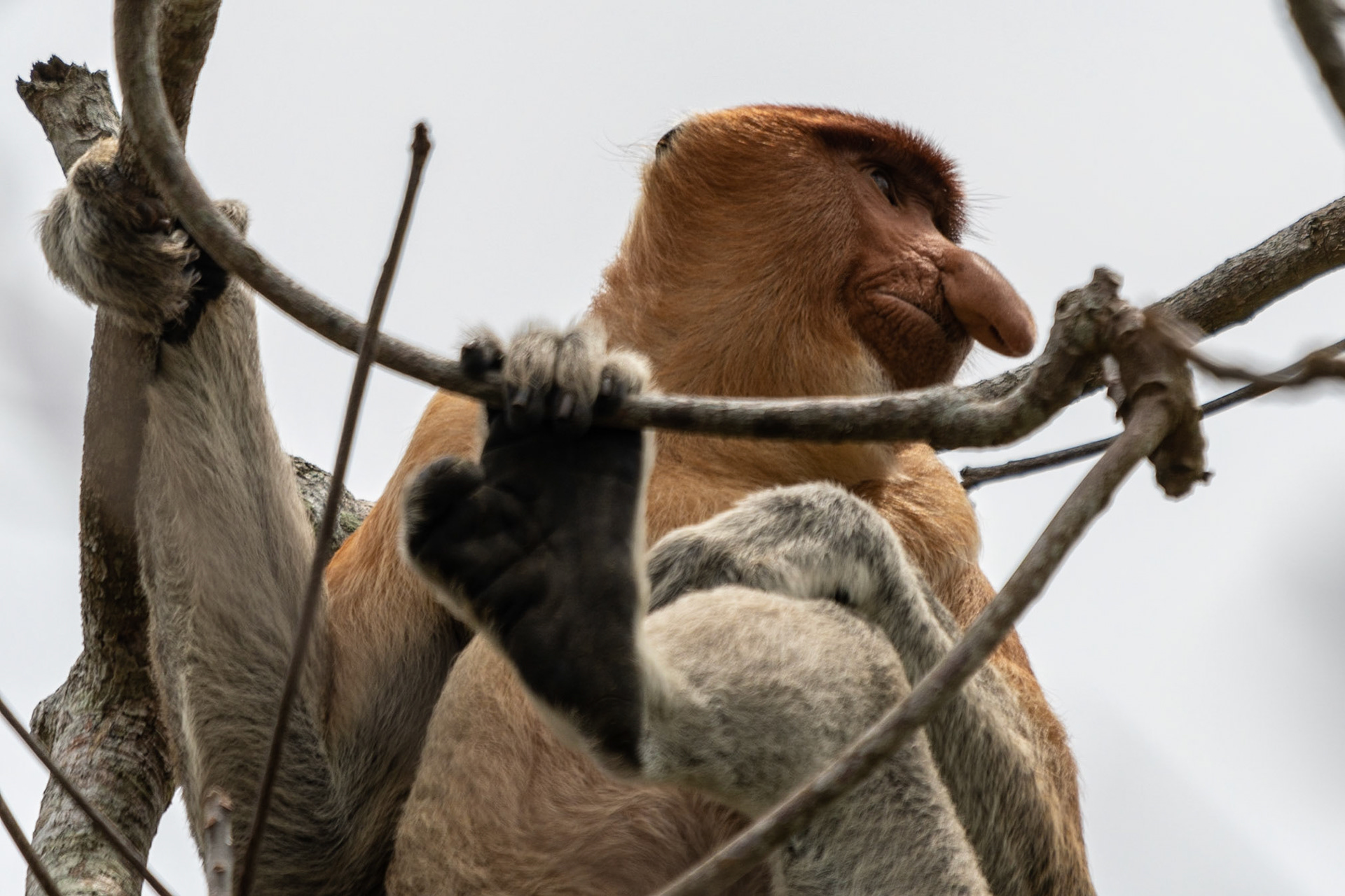 Proboscis Monkey, Bako National Park, Malaysia