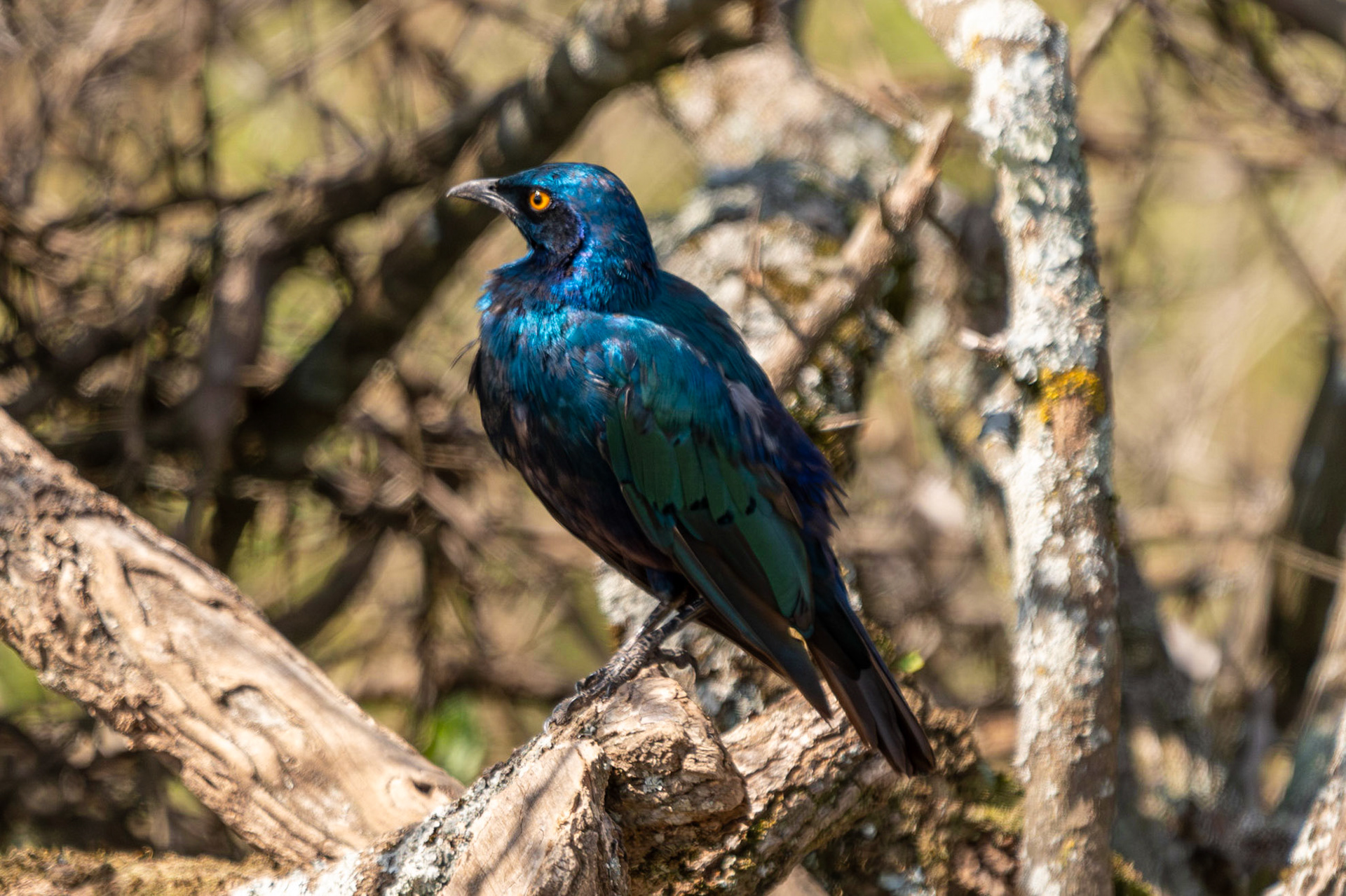 Greater Blue-eared Starling, Lake Nakuru National Park