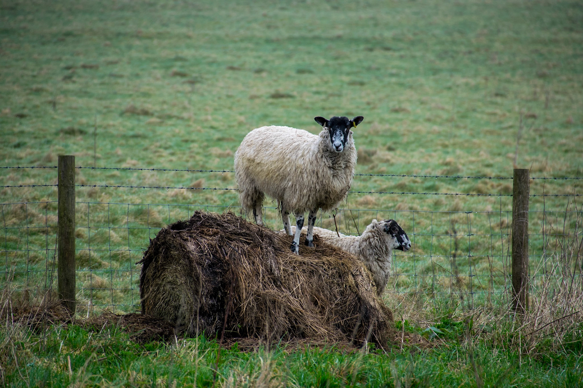Sheep, Avebury