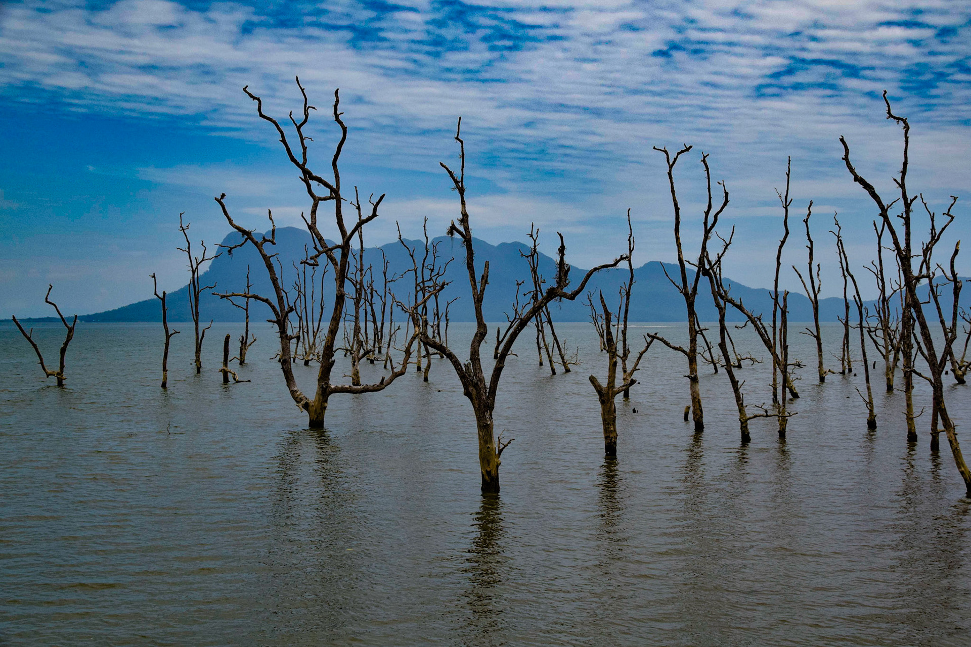 Dead trees, Bako NP, Sarawak, Malaysia