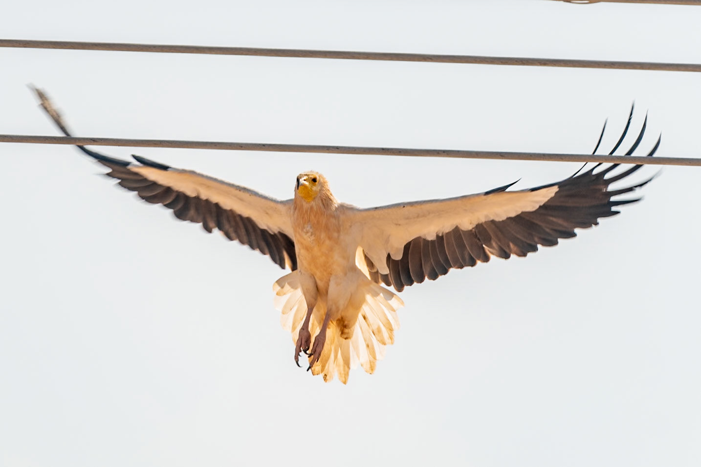 Egyptian Vulture, Bimmah