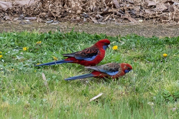 Crimson Rosellas, Dunkeld, Vic