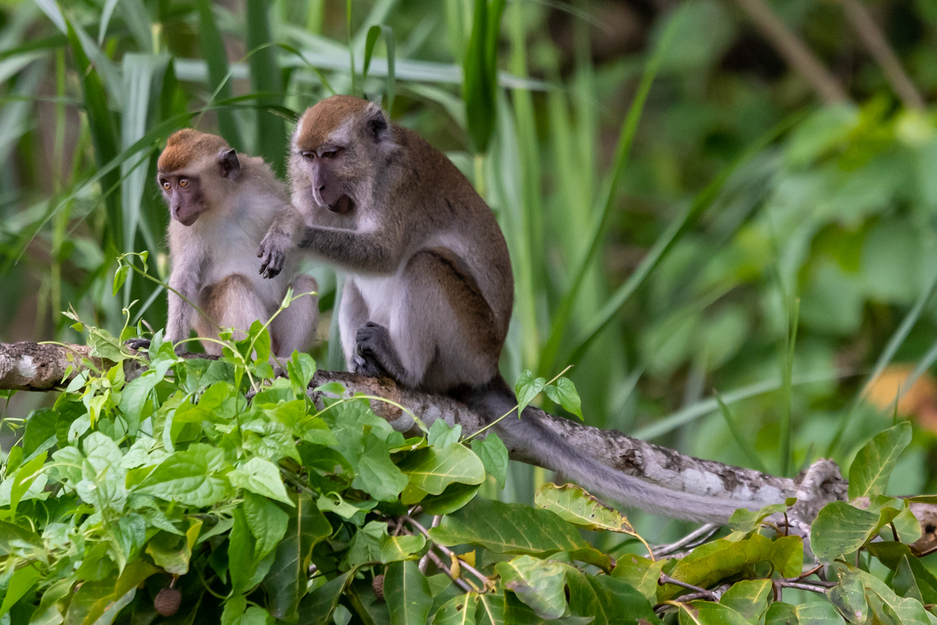 Crab-eating macaques, Bilit, Malaysia