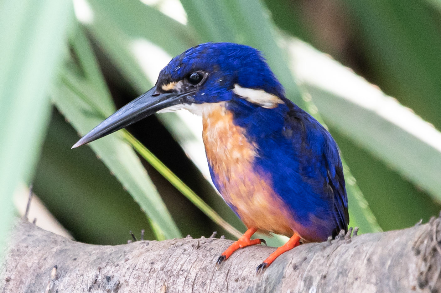 Azure Kingfisher, Yellow Water Billabong, NT