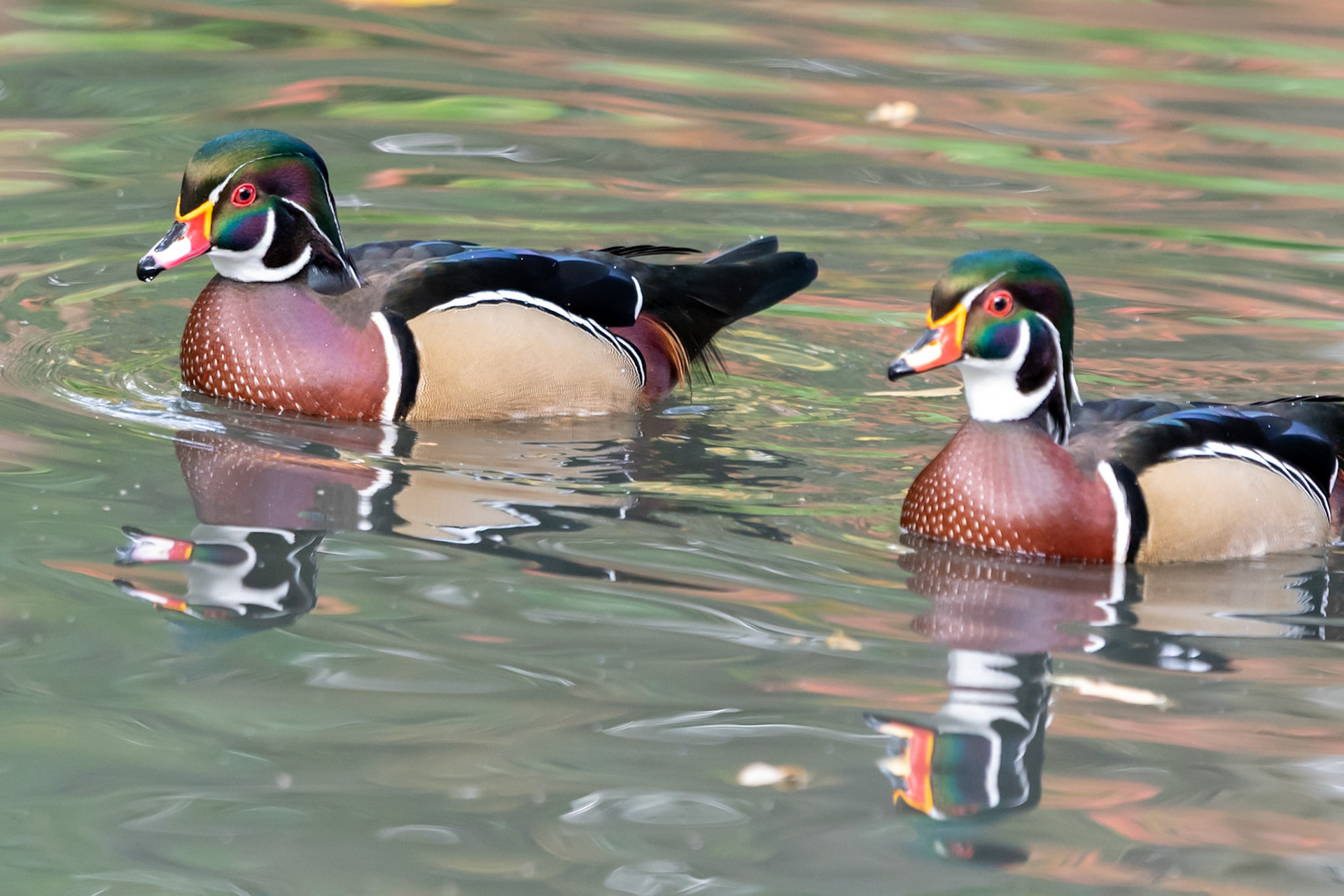 Wood Duck, Barnes, United Kingdom