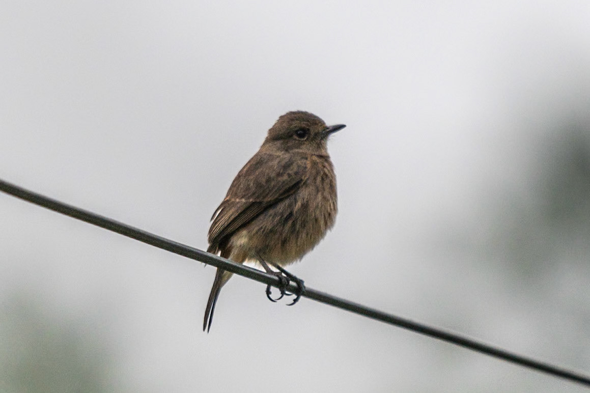 Pied Bushchat (f), Coonoor