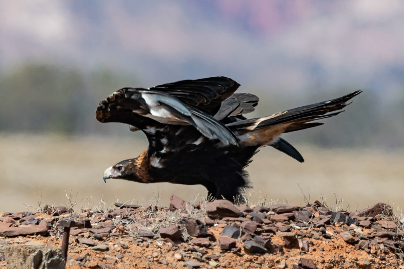 Wedge-tailed Eagle, Flinders Ranges, South Australia