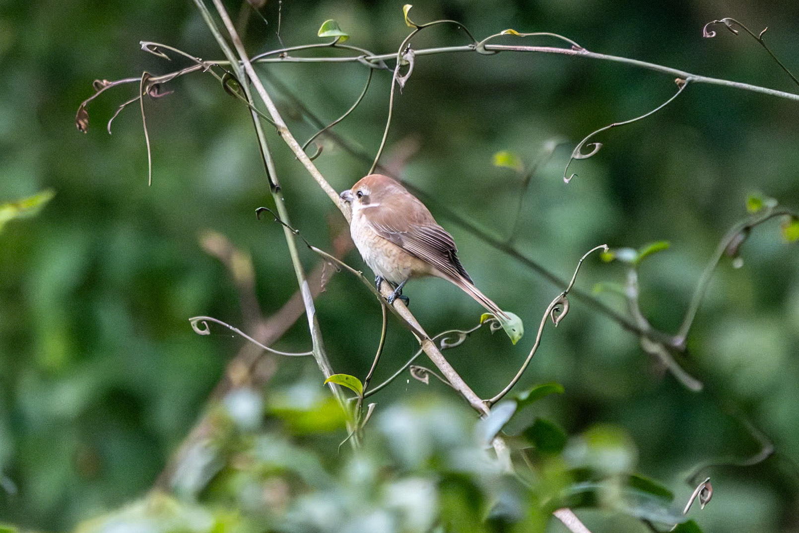 Unknown bird, Thekkady