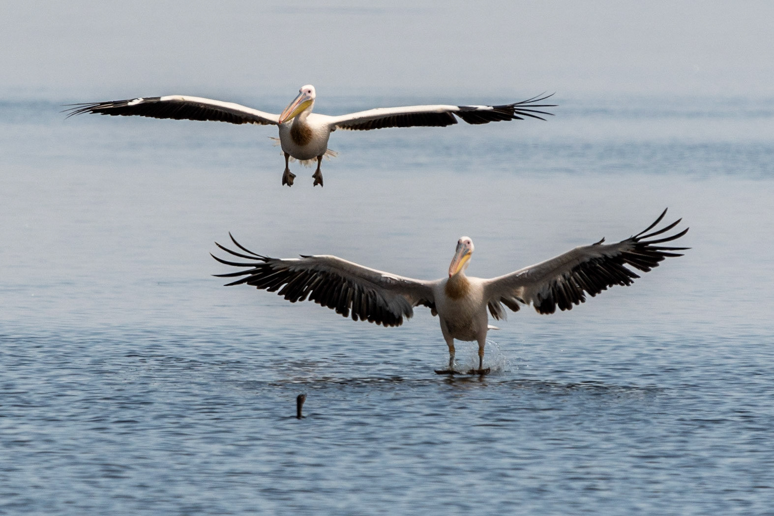 Great White Pelicans, Lake Nakuru National Park