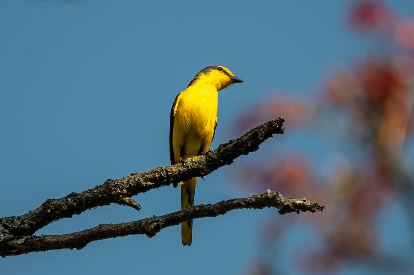 Orange Minivet (f), en route to Madurai