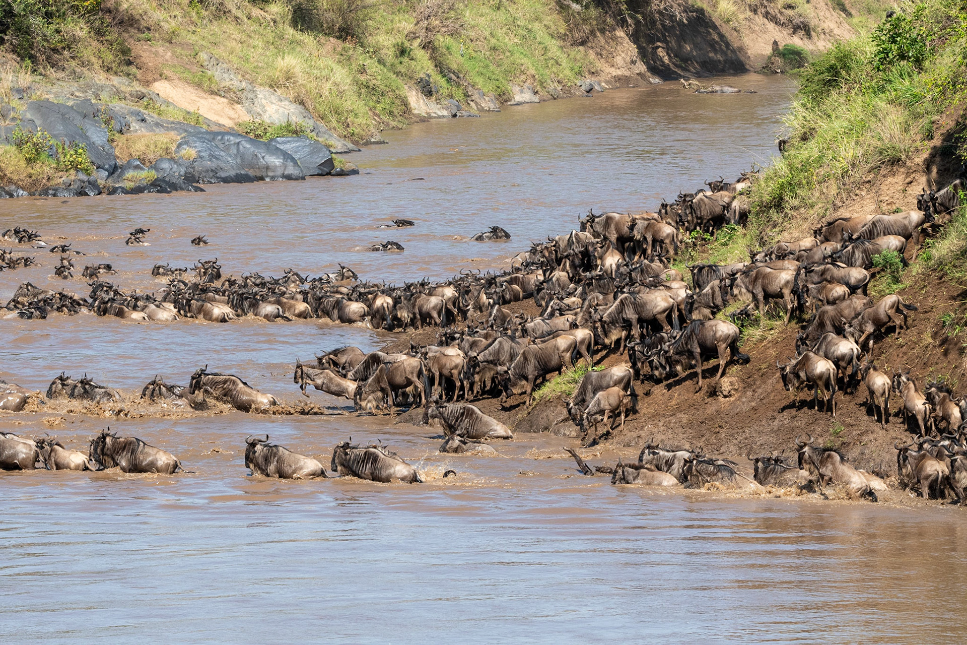 Wildebeests crossing Mara River, Maasai Mara