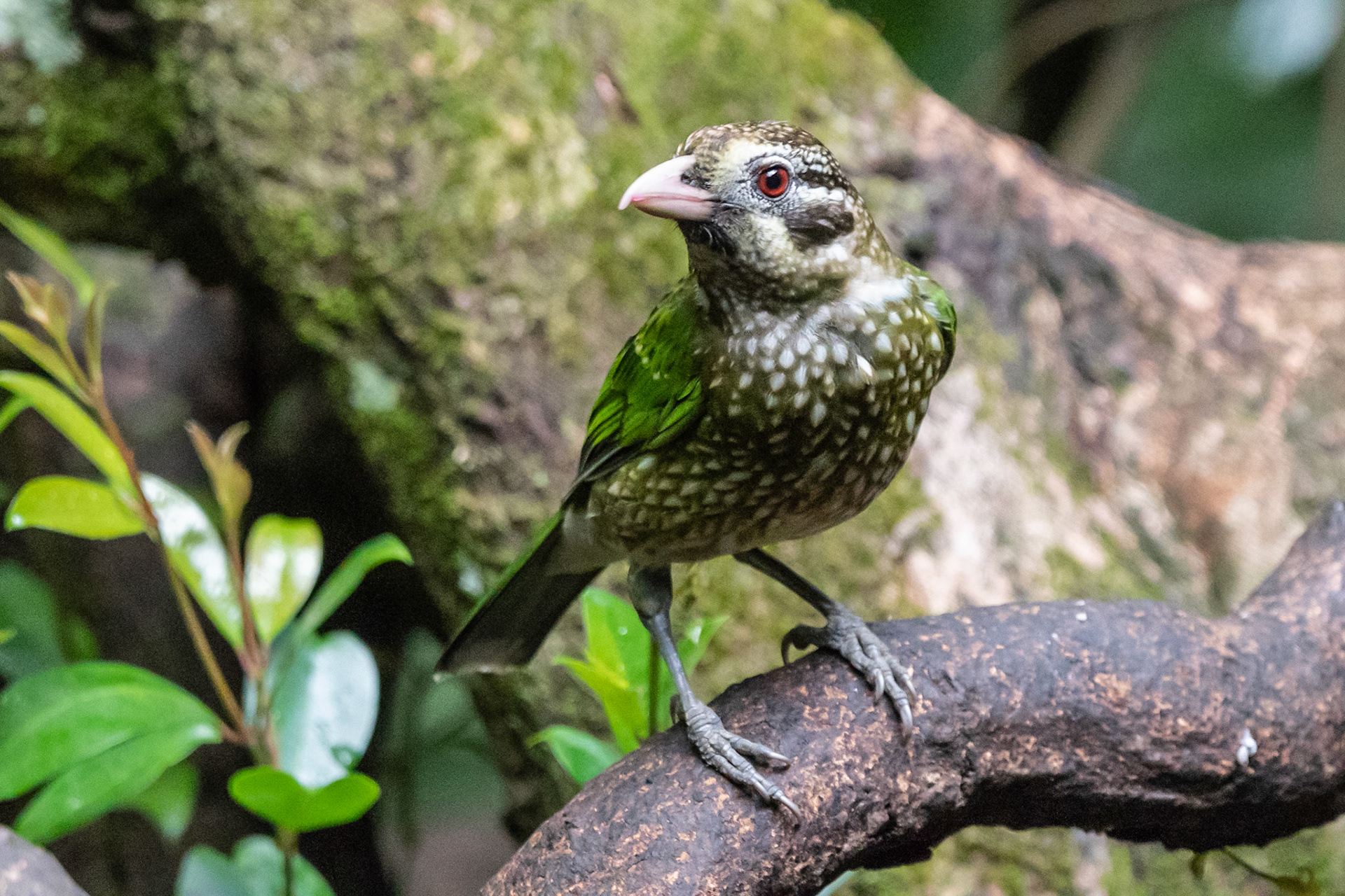 Green Catbird, near Kuranda, Qld