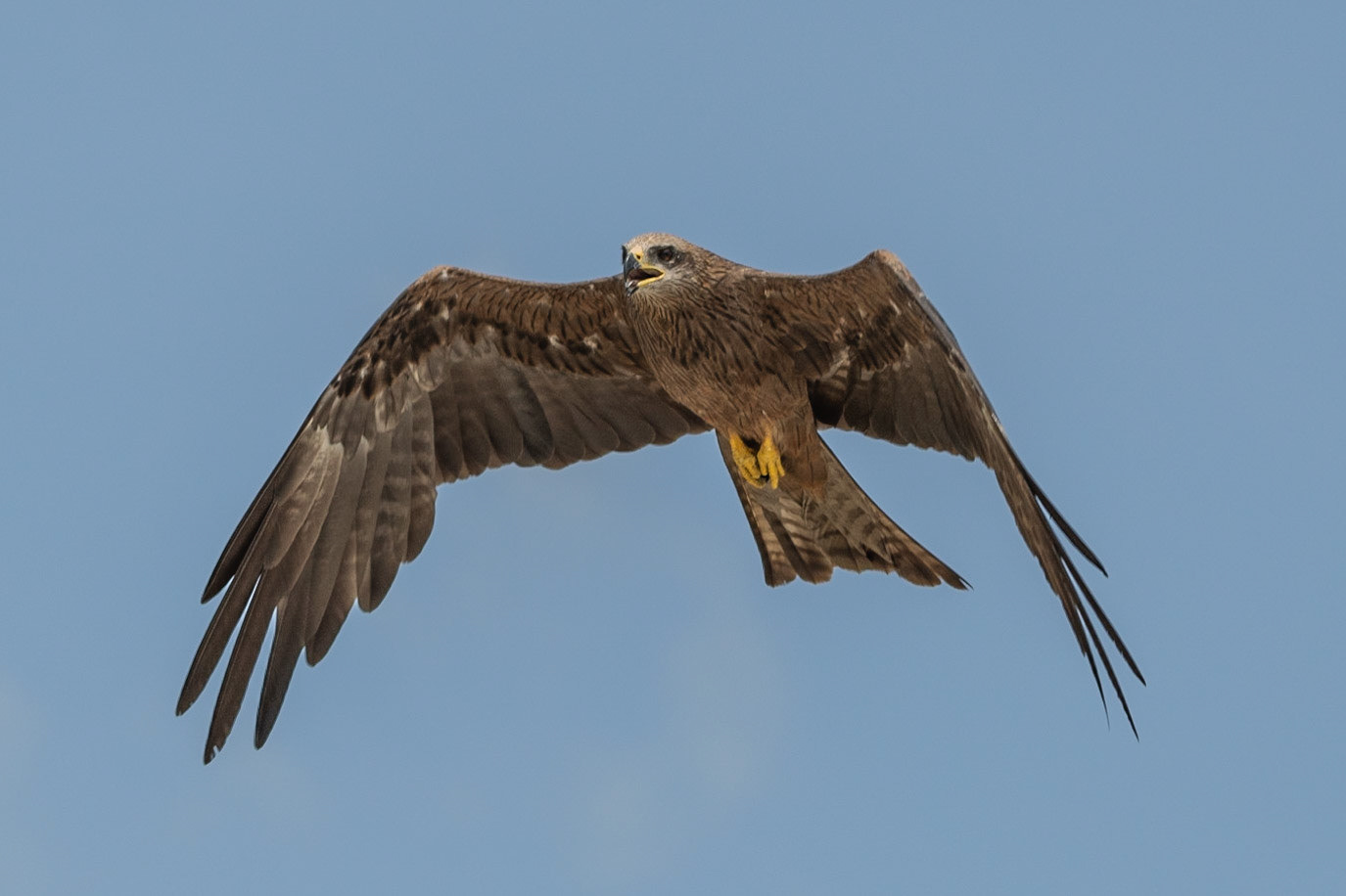 Black Kite, Adelaide River, Northern Territories, Australia