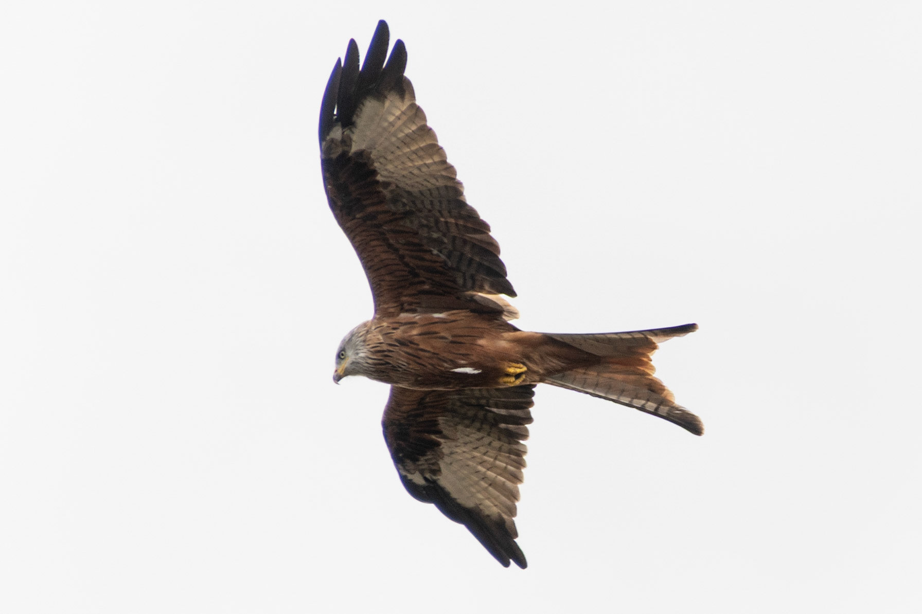 Red Kite, Hughenden Manor, United Kingdom