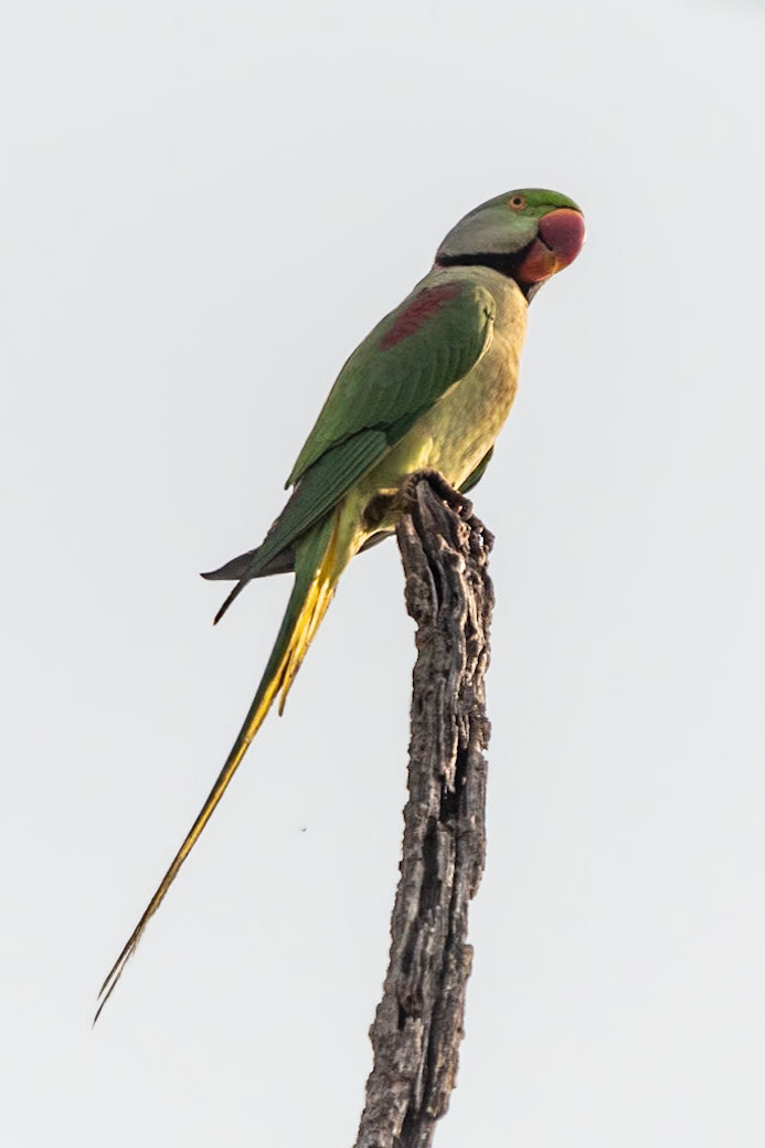 Alexandrine Parakeet, Bandhavgarh