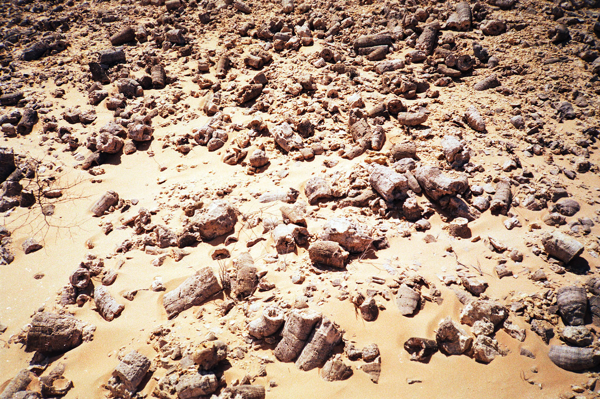 Rudist fossils (Cretaceous period), Huqf
