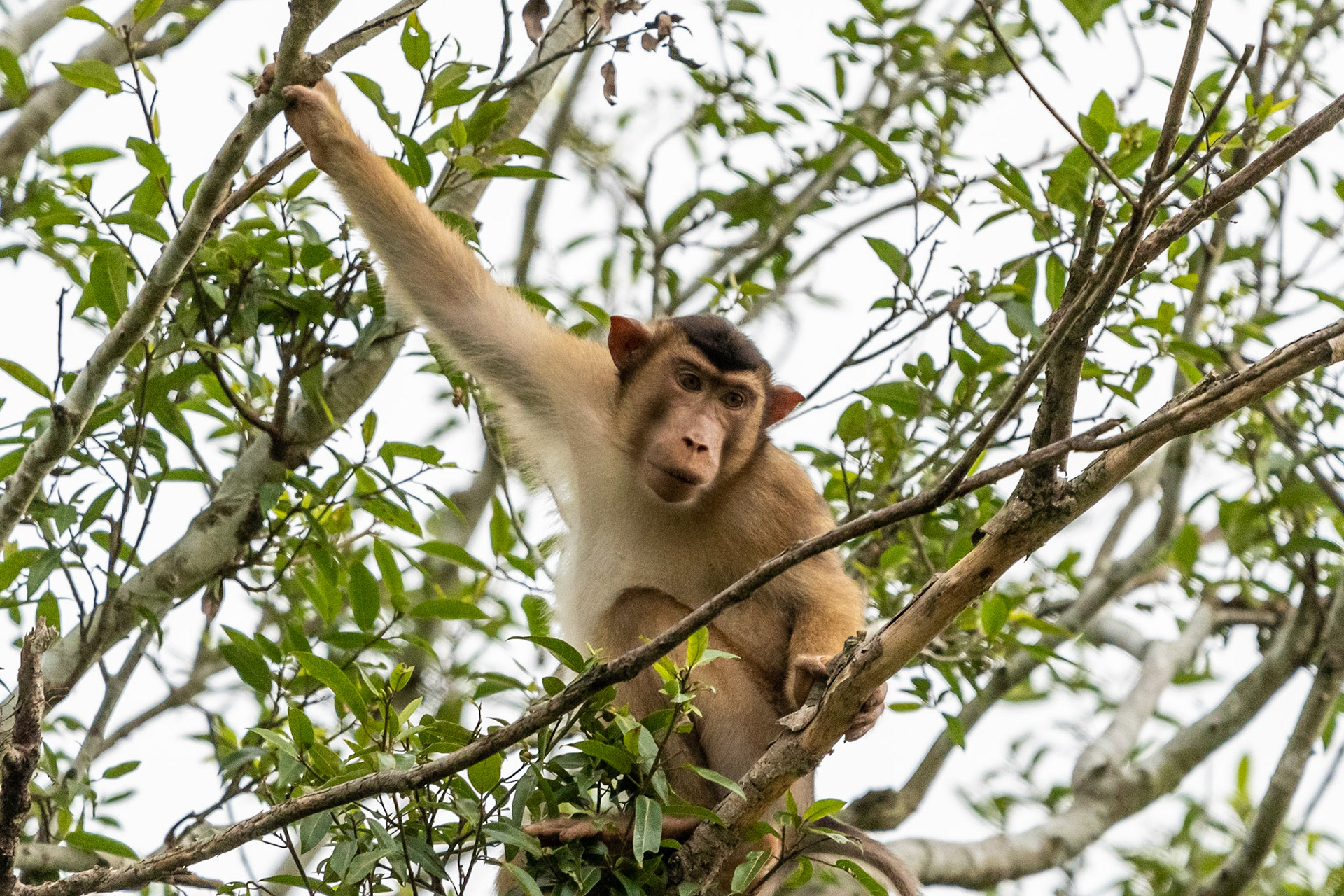 Crab-eating macaque, Kinabatangan River, Malaysia